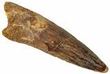 Fossil Spinosaurus Tooth - Real Dinosaur Tooth #296569-1